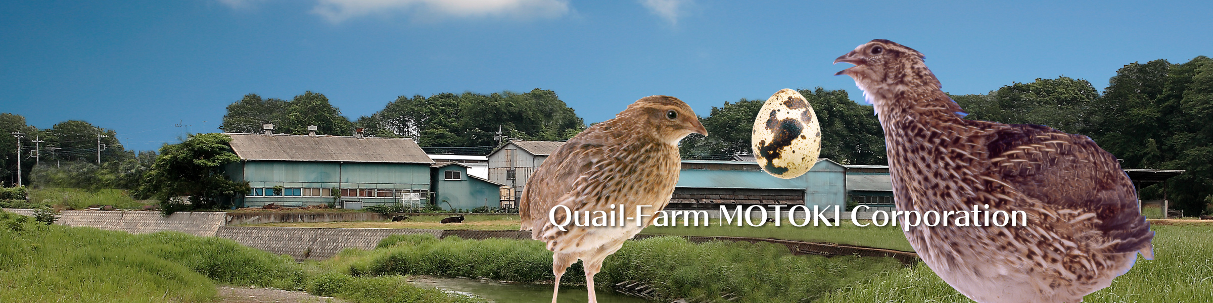 会社概要 | うずら専門店 株式会社モトキ